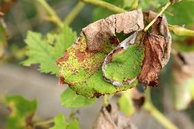 Mildew An Historic Crisis Threatens French Wine