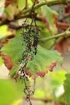 Mildew An Historic Crisis Threatens French Wine