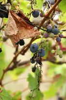 Mildew An Historic Crisis Threatens French Wine