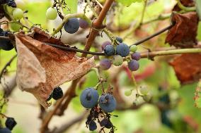 Mildew An Historic Crisis Threatens French Wine