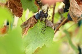 Mildew An Historic Crisis Threatens French Wine