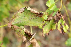 Mildew An Historic Crisis Threatens French Wine