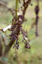 Mildew An Historic Crisis Threatens French Wine