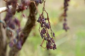 Mildew An Historic Crisis Threatens French Wine