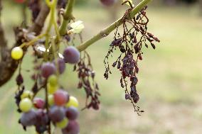 Mildew An Historic Crisis Threatens French Wine