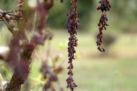 Mildew An Historic Crisis Threatens French Wine