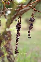 Mildew An Historic Crisis Threatens French Wine