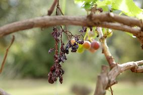 Mildew An Historic Crisis Threatens French Wine