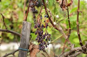 Mildew An Historic Crisis Threatens French Wine