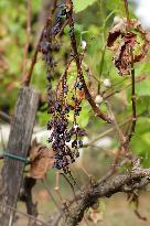 Mildew An Historic Crisis Threatens French Wine