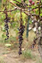 Mildew An Historic Crisis Threatens French Wine