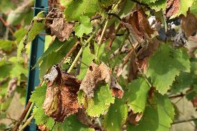 Mildew An Historic Crisis Threatens French Wine