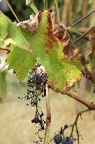 Mildew An Historic Crisis Threatens French Wine