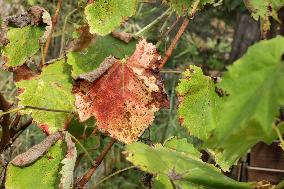 Mildew An Historic Crisis Threatens French Wine