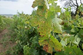 Mildew An Historic Crisis Threatens French Wine