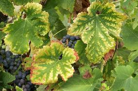 Mildew An Historic Crisis Threatens French Wine