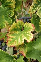 Mildew An Historic Crisis Threatens French Wine