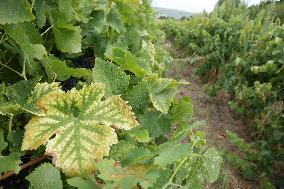 Mildew An Historic Crisis Threatens French Wine