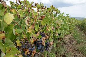 Mildew An Historic Crisis Threatens French Wine