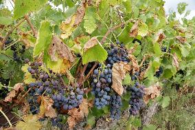 Mildew An Historic Crisis Threatens French Wine