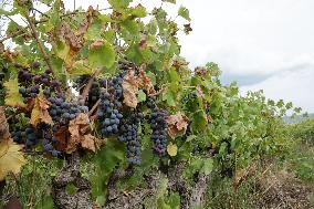 Mildew An Historic Crisis Threatens French Wine