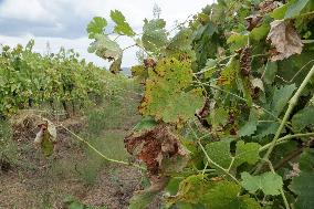 Mildew An Historic Crisis Threatens French Wine