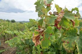 Mildew An Historic Crisis Threatens French Wine