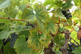 Mildew An Historic Crisis Threatens French Wine