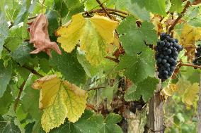 Mildew An Historic Crisis Threatens French Wine