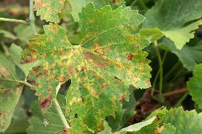 Mildew An Historic Crisis Threatens French Wine