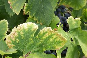 Mildew An Historic Crisis Threatens French Wine