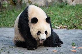 Giant Pandas at Chongqing Zoo