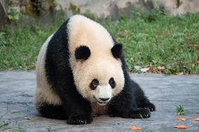 Giant Pandas at Chongqing Zoo