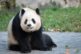 Giant Pandas at Chongqing Zoo