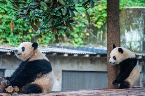 Giant Pandas at Chongqing Zoo