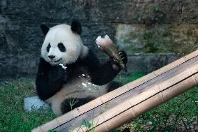 Giant Pandas at Chongqing Zoo