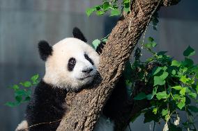 Giant Pandas at Chongqing Zoo