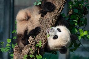 Giant Pandas at Chongqing Zoo