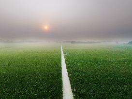 A High-standard Farmland Corn Base in Liaocheng