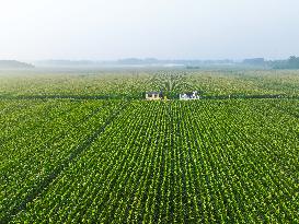 A High-standard Farmland Corn Base in Liaocheng