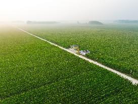 A High-standard Farmland Corn Base in Liaocheng