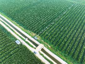 A High-standard Farmland Corn Base in Liaocheng