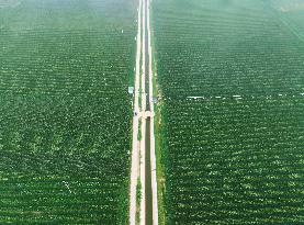 A High-standard Farmland Corn Base in Liaocheng