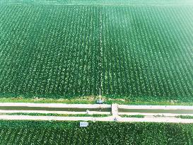 A High-standard Farmland Corn Base in Liaocheng