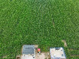 A High-standard Farmland Corn Base in Liaocheng