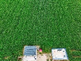 A High-standard Farmland Corn Base in Liaocheng