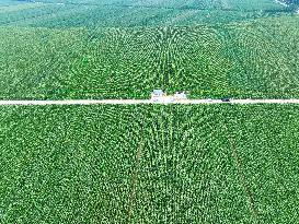 A High-standard Farmland Corn Base in Liaocheng