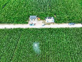 A High-standard Farmland Corn Base in Liaocheng