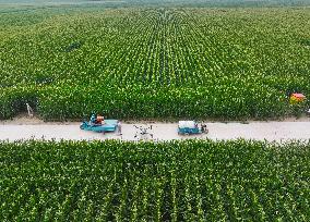 A High-standard Farmland Corn Base in Liaocheng