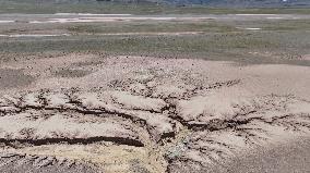 Tree Shape in Nagqu